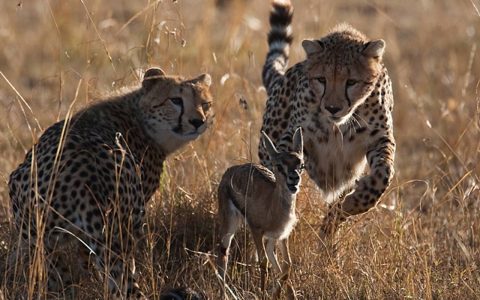 cheetah cubs