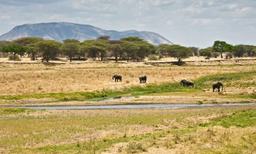 grazing elephants