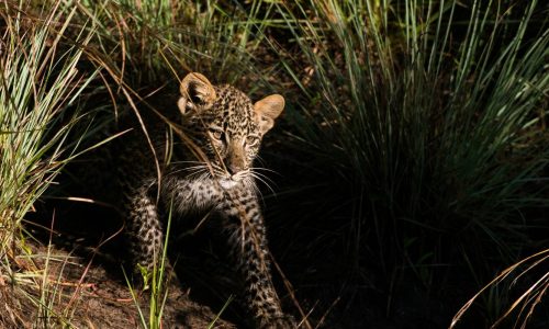 leopard cub