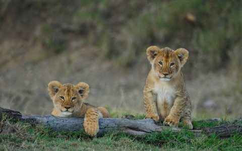 lion cubs