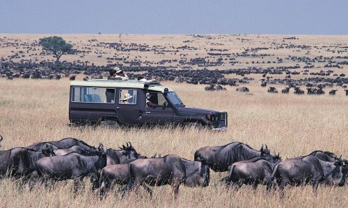 masai mara game drive