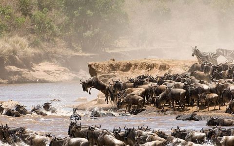 wildebeest migration