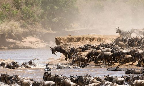 wildebeest migration